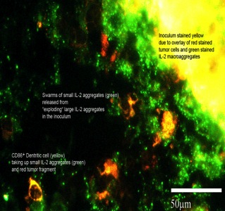 cytokine aggregates